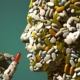 فرهنگ مصرف بی رویه داروها و انتی بیوتیک ها و پیامد های آن